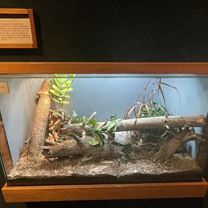 Apalachicola Kingsnake Terrarium