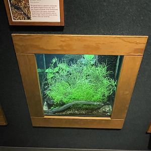 Greater Siren Terrarium