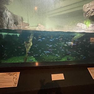 Invasive Species Exhibit