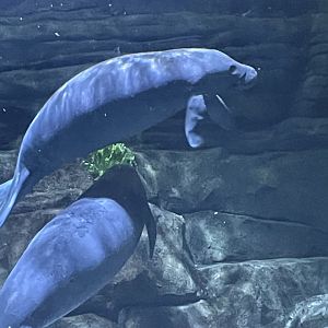 Manatees