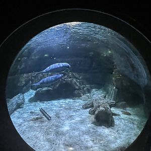 Manatees from bubble