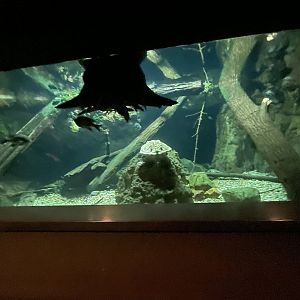 Alligator Snapping Turtle Aquarium