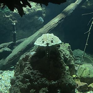 Alligator Snapping Turtle