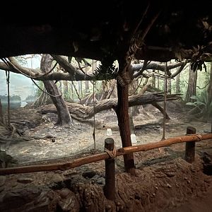 Indoor Sifaka, Angolan Colobus, Grey Crowned Guenon