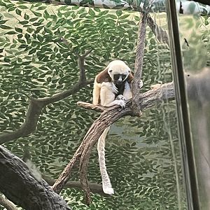 Coquerels Sifaka