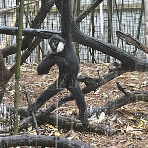 Kip the Northern White Cheeked Gibbon