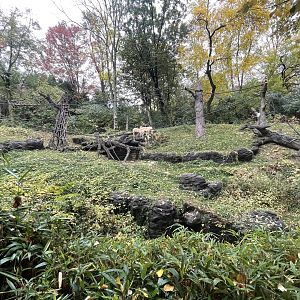 Sumatran Orangutan/Gibbon Outdoor Habitat