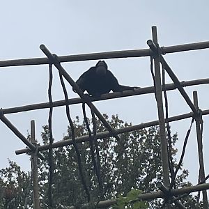 Siamang Singing His Song