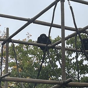 Siamang Gibbons