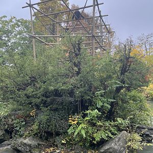 Siamang Gibbon Island