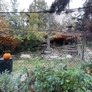 Snow Leopard Habitat