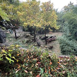 Malayan Tiger Habitat