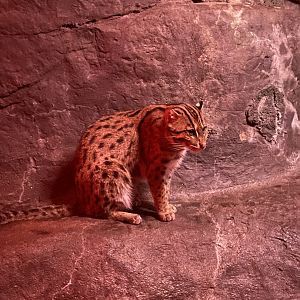 Fishing Cat