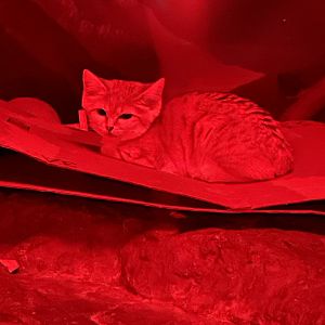 Sand Cat