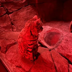 Black Footed Cat
