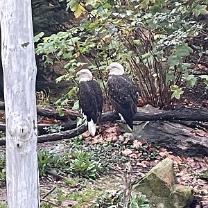 Bald Eagles