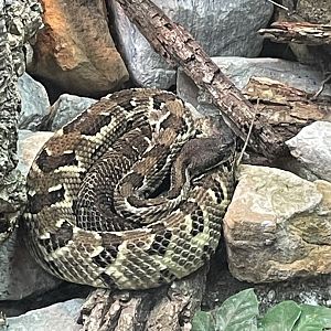 Timber Rattlesnake