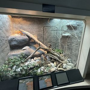 Black Ratsnake (no show) and Timber Rattlesnake Enclosure