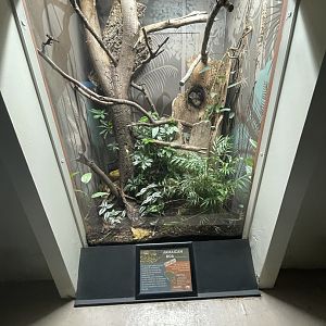 Jamaica Boa Enclosure (no show)