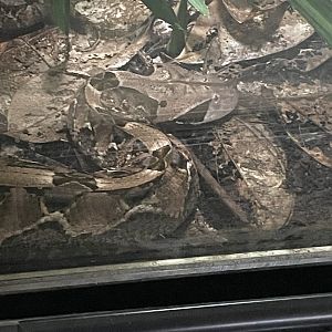 Gaboon Viper