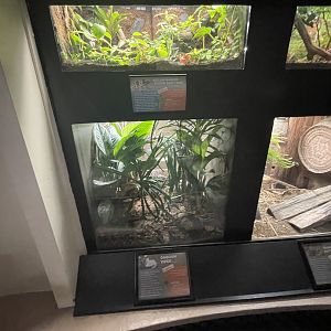 Gaboon Viper (bottom) and Poison Dart Frog (top) Enclosures
