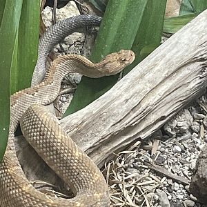 Aruba Island Rattlesnake