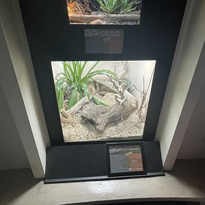 Aruba Island Rattlesnake Enclosures