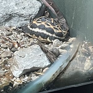 Northern Spider Tortoise