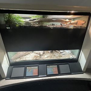 Northern Spider Tortoise and Sheltopusik Enclosures