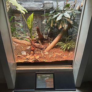 King Cobra Enclosure
