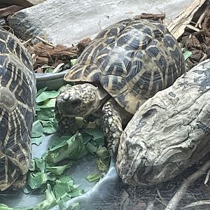 Indian Star Tortoise