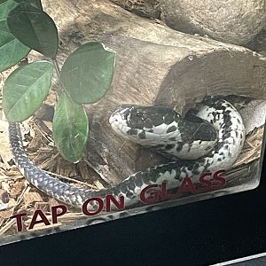 Indochinese Spitting Cobra