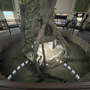 Chinese Alligator Enclosure