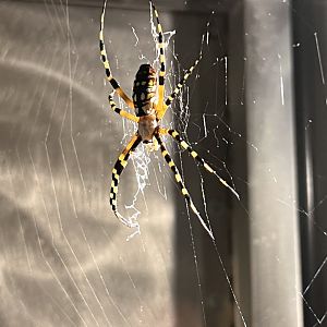 Banded garden spider