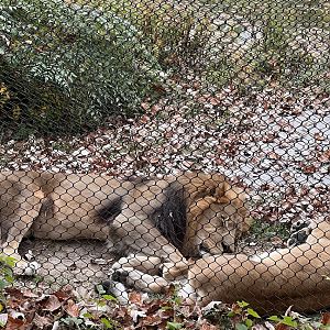 Lazy lions