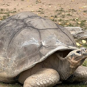 Abrazzo the male Galapagos giant tortoise
