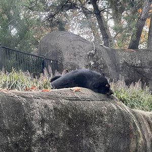 Sinchi the male Andean bear
