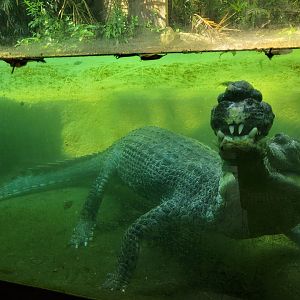 Gharial