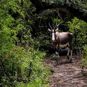 Bontebok (damaliscus pygargus pygargus) 05/22