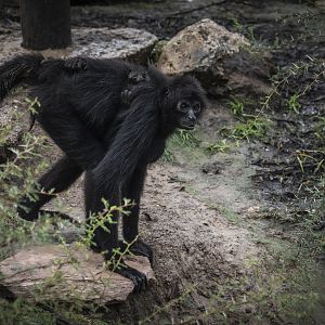 Black-Faced Spider Monkey (ateles chamek) 05/22