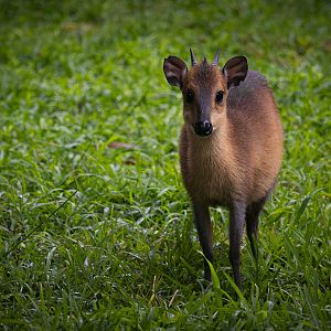 Red-Flanked Duiker (cephalophus rufilatus) 05/22