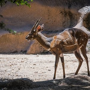 West African Bushbuck (tragelaphus scriptus scriptus) 05/22