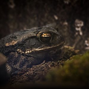 Gulf Coast Toad (incilius nebulifer) 05/22