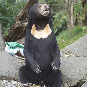 Malayan sun bear Rotana