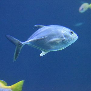 Unknown Fish - Kansas City Zoo