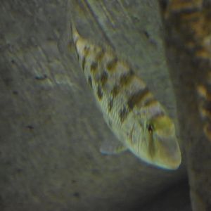 Unknown Fish - Kansas City Zoo