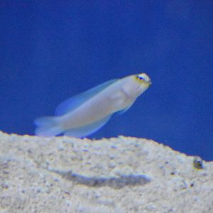 Unknown Fish - Kansas City Zoo