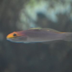 Unknown Fish - Kansas City Zoo