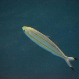 Unknown Fish - Kansas City Zoo