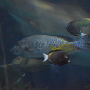 Unknown grouper - Kansas City Zoo